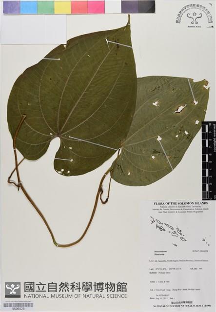 登錄號:BS06528藏品圖，第1張