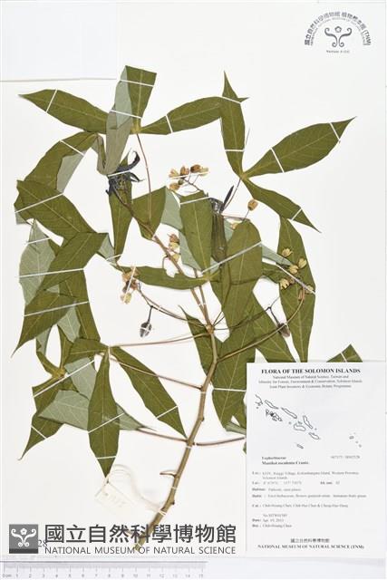 樹薯、木薯藏品圖，第1張