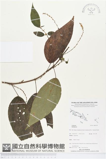 登錄號:BS04528藏品圖，第1張