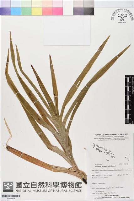 登錄號:BS05928藏品圖，第1張