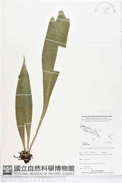登錄號:BP02328藏品圖，第1張