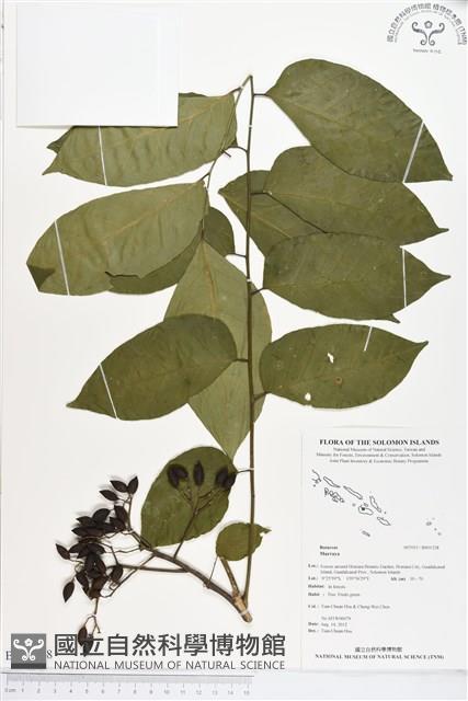 登錄號:BS01328藏品圖，第1張