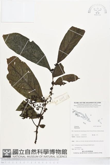 登錄號:BS05328藏品圖，第1張