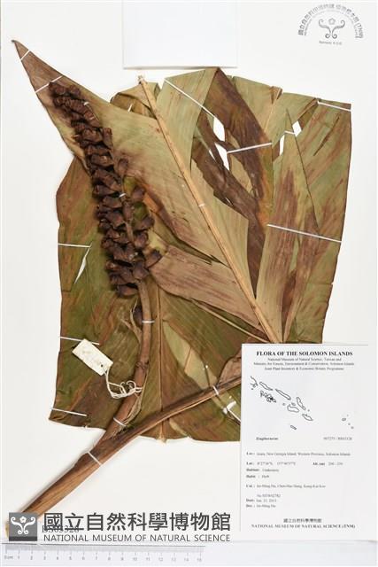 登錄號:BS03328藏品圖，第1張