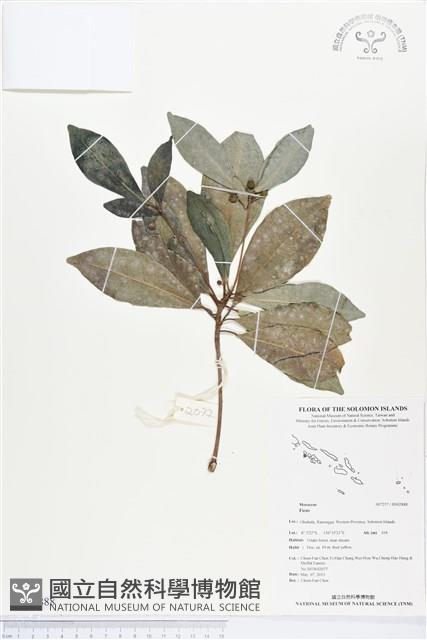 登錄號:BS02888藏品圖，第1張