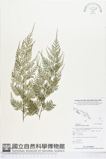 登錄號:BP00888藏品圖，第1張