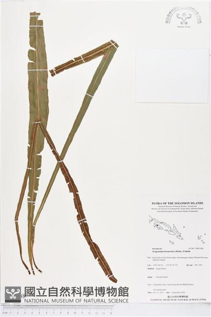登錄號:BP01888藏品圖，第1張