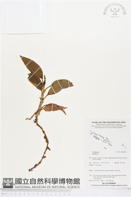 登錄號:BS03888藏品圖，第1張