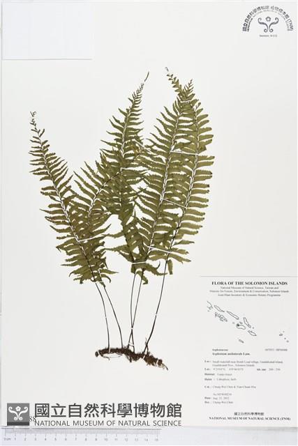 單邊鐵角蕨藏品圖，第1張