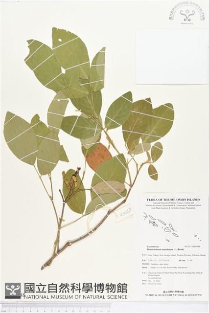 白木蘇花藏品圖，第1張