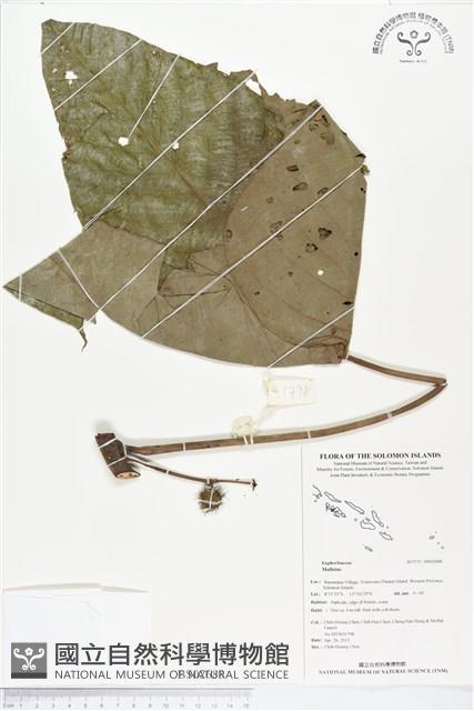 登錄號:BS02688藏品圖，第1張