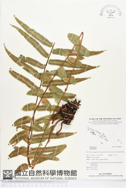 登錄號:BP00688藏品圖，第1張