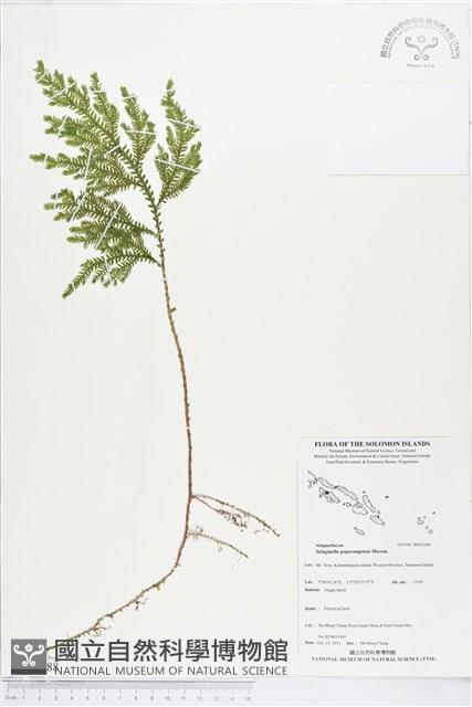 登錄號:BP01688藏品圖，第1張