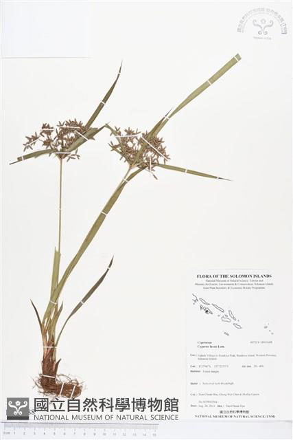 多脈莎草藏品圖，第1張