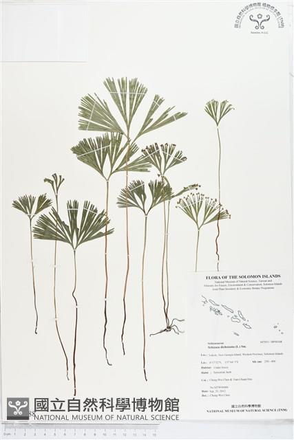 分枝莎草蕨藏品圖，第1張