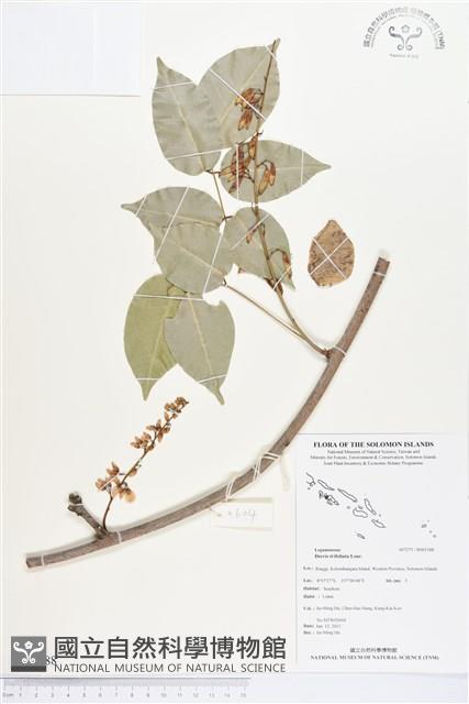 三葉魚藤、臺灣魚藤藏品圖，第1張