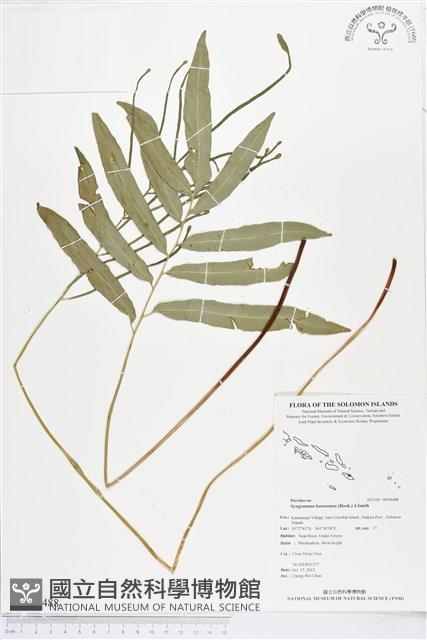 登錄號:BP00488藏品圖，第1張