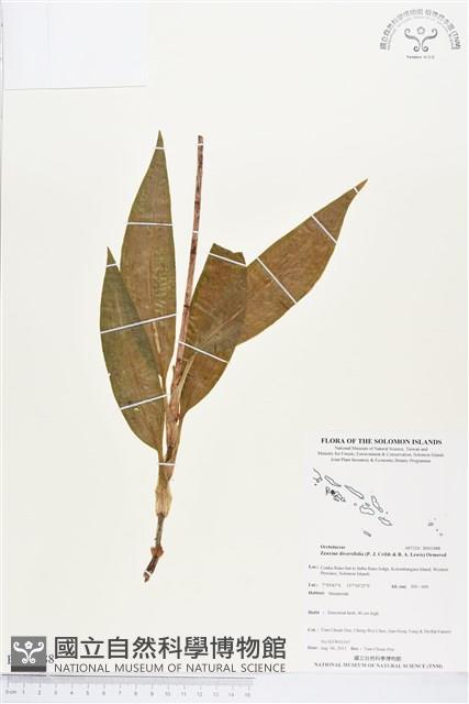 登錄號:BS03488藏品圖，第1張