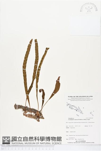 壁虎蟻蕨藏品圖，第1張