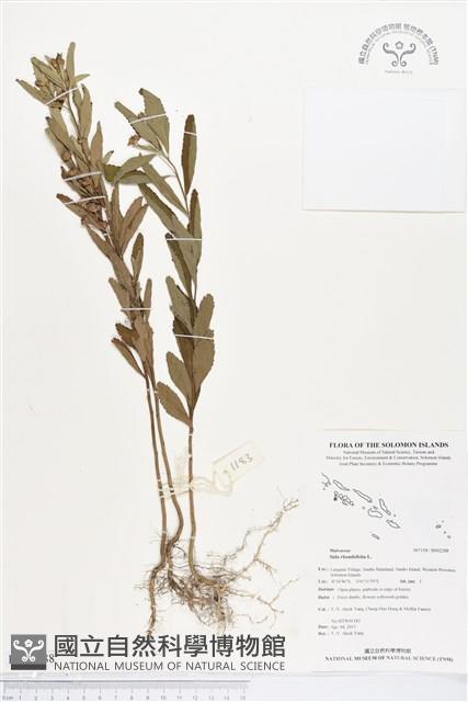 金午時花藏品圖，第1張