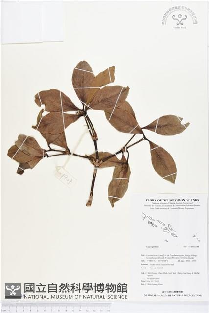 登錄號:BS02788藏品圖，第1張