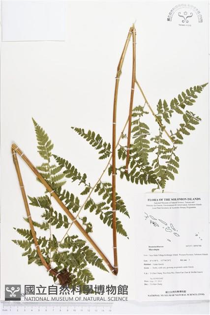 登錄號:BP00788藏品圖，第1張