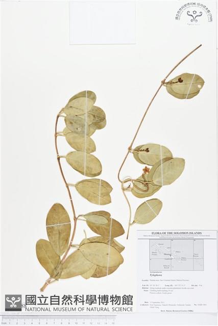 登錄號:BS01788藏品圖，第1張