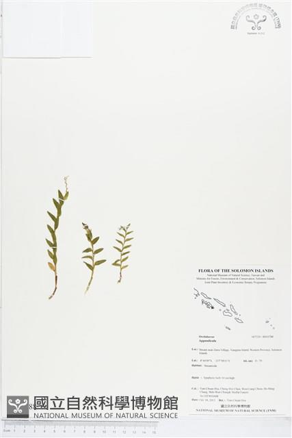 登錄號:BS03788藏品圖，第1張