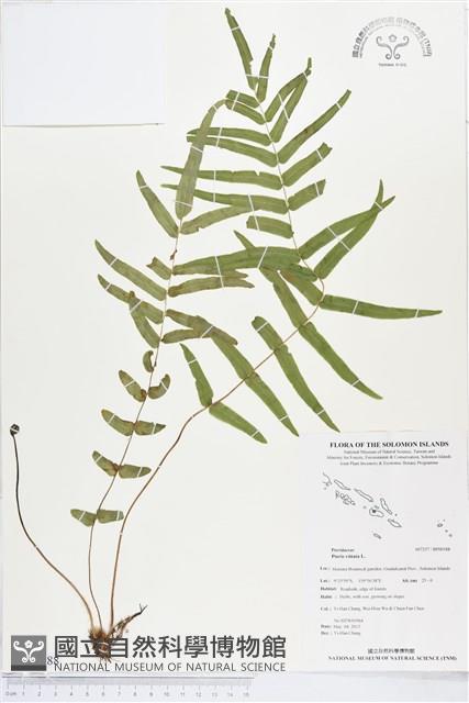 鱗蓋鳳尾蕨藏品圖，第1張