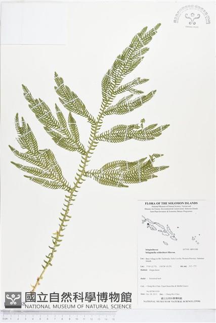 Accession Number:BP01588 Collection Image