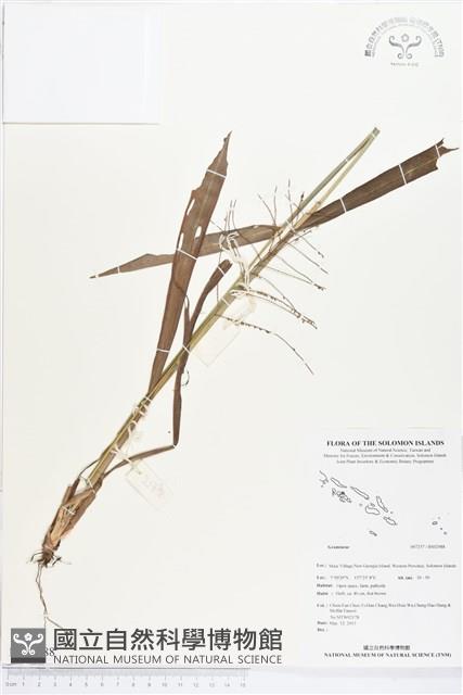 登錄號:BS02988藏品圖，第1張