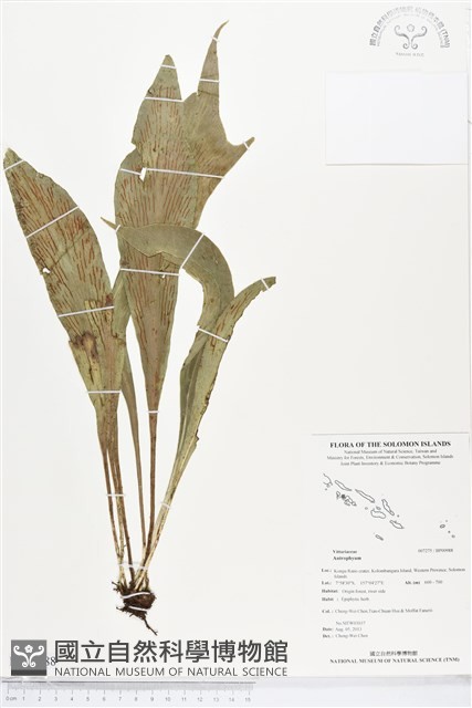 登錄號:BP00988藏品圖，第1張
