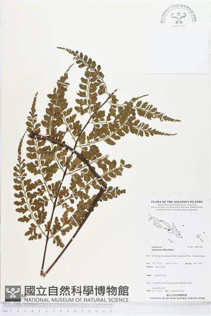 登錄號:BP01988藏品圖，第1張