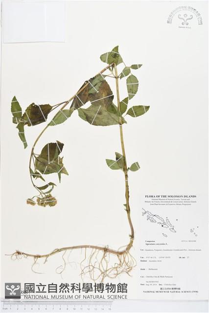 霍香薊藏品圖，第1張