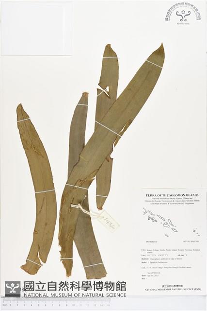 登錄號:BS02388藏品圖，第1張