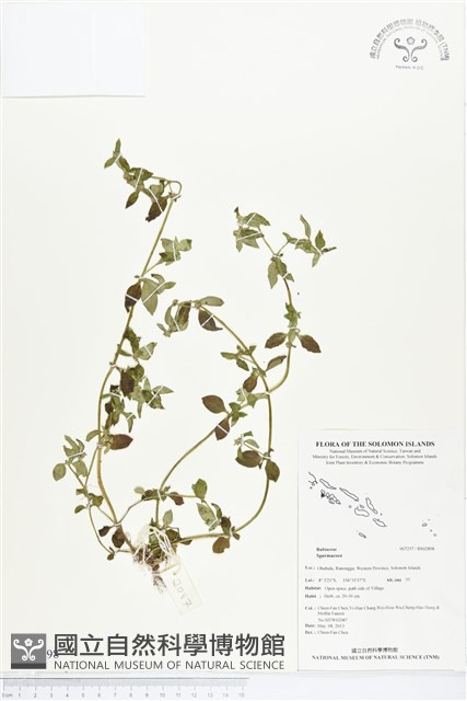 登錄號:BS02898藏品圖，第1張