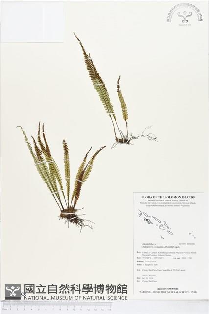 登錄號:BP00898藏品圖，第1張