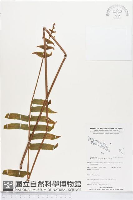 毛葉腎蕨藏品圖，第1張