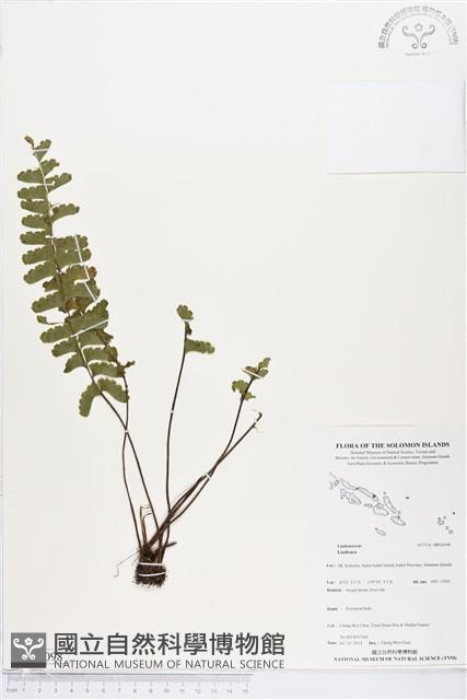 登錄號:BP02098藏品圖，第1張