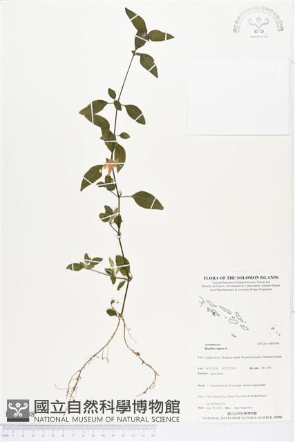 蘆利草藏品圖，第1張