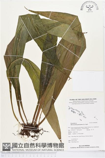 Accession Number:BP00498 Collection Image