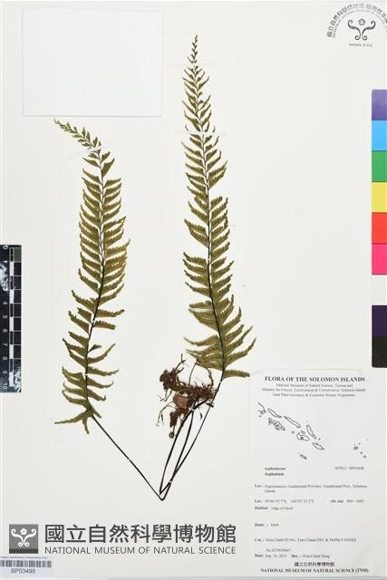 登錄號:BP03498藏品圖，第1張