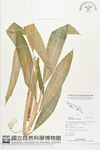 紅花月桃藏品圖，第1張