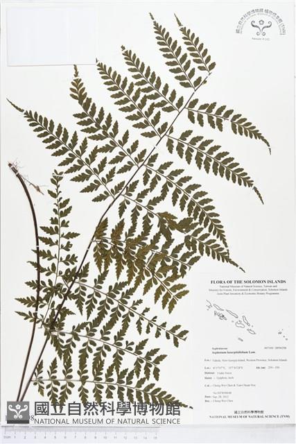 大羽鐵角蕨藏品圖，第1張