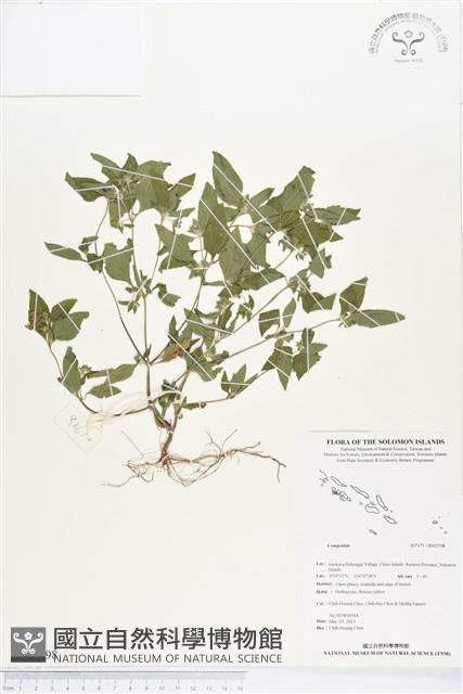 登錄號:BS02798藏品圖，第1張