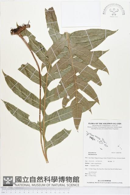 登錄號:BP00798藏品圖，第1張