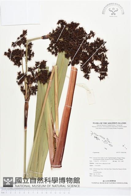 Accession Number:BS02598 Collection Image