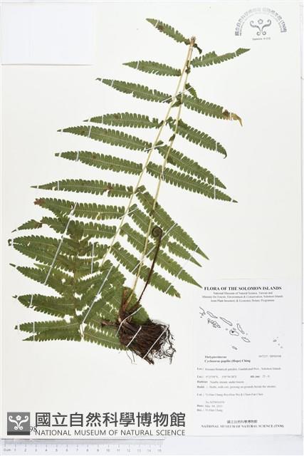 薄葉梳毛蕨、縮羽小毛蕨藏品圖，第1張
