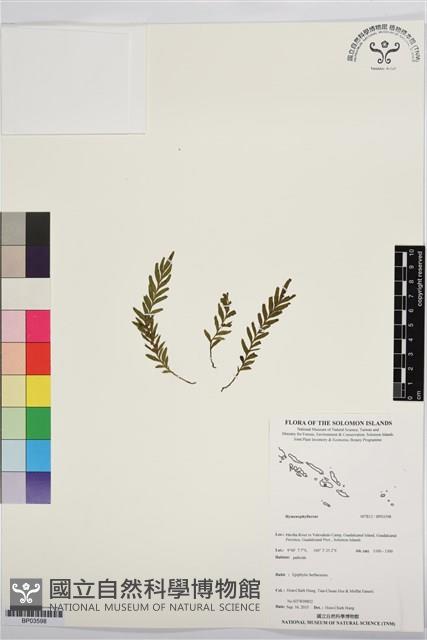 登錄號:BP03598藏品圖，第1張