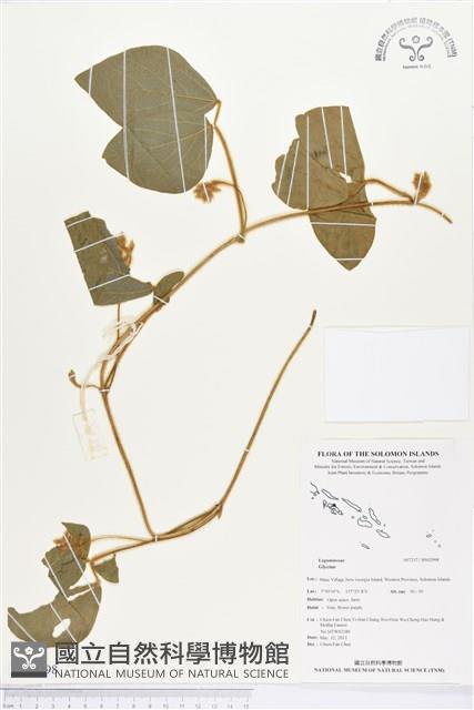 登錄號:BS02998藏品圖，第1張